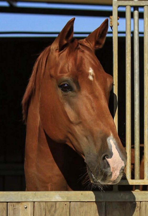 Caballo alazán asomado a la puerta de su box